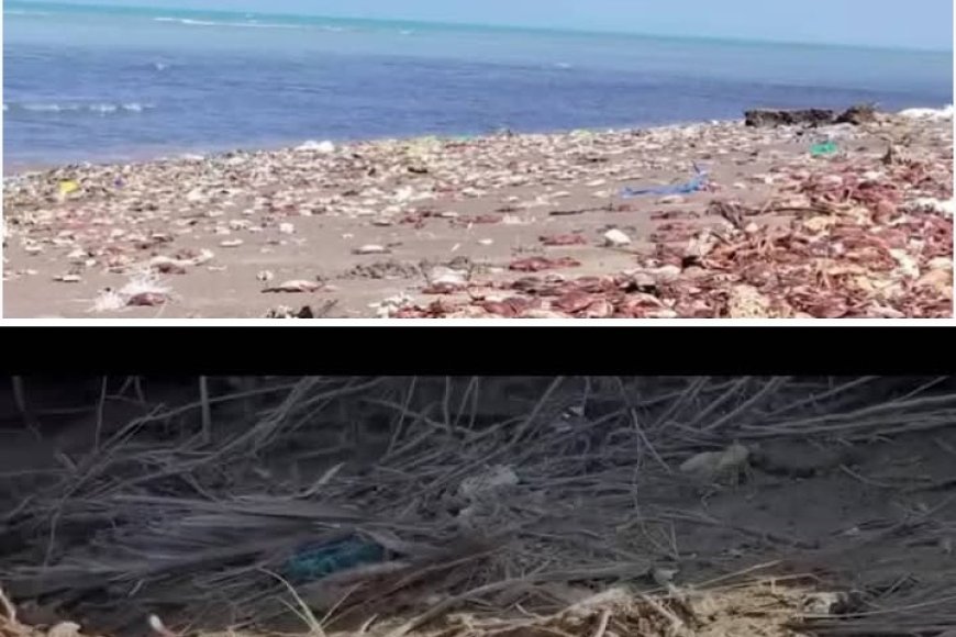 نفوق كائنات بحرية حساسة في موشج والزهاري نتيجة التغيرات المناخية...