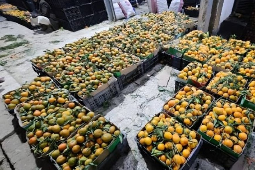كساد البرتقال في الجوف بسبب قيود الحو..ثيين واحتكار التصدير...
