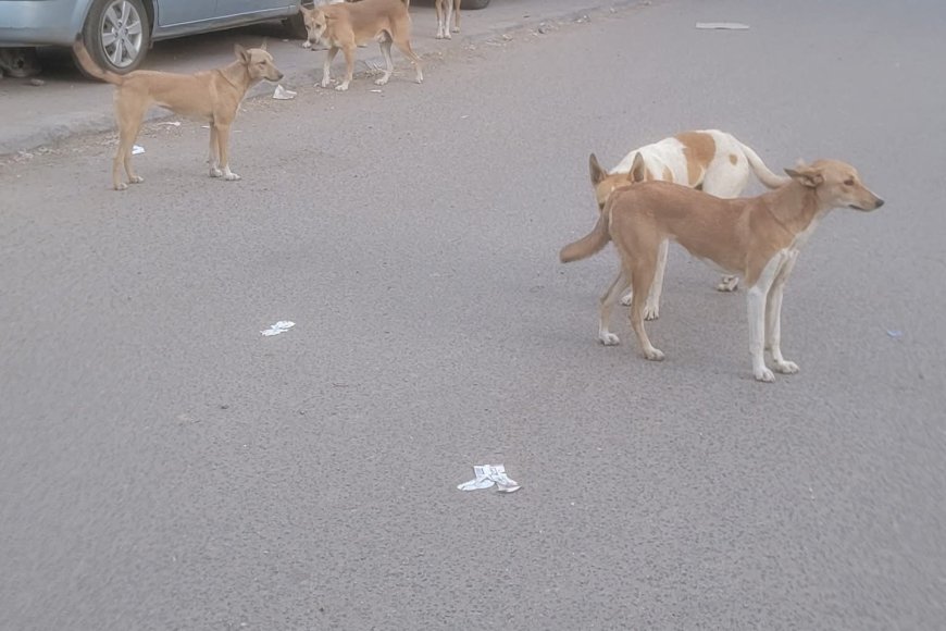 عدن..: شكاوى من انتشار الكلاب الضالة في شوارع إنماء