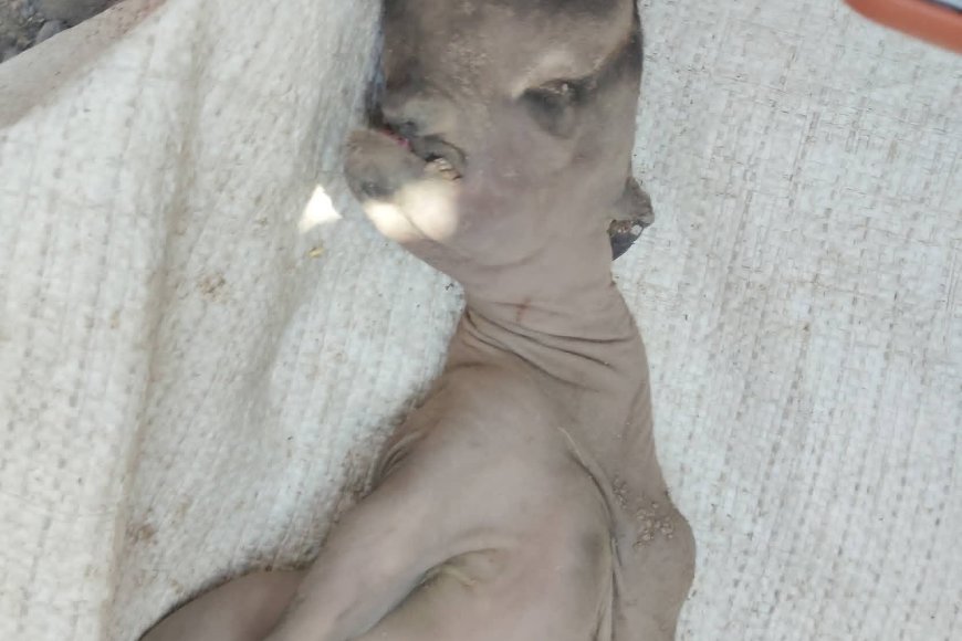 تعز:حالة نادرة تثير الجدل في مقبنة… نفوق مولود ماعز بتشوهات خَلقية غير مألوفة