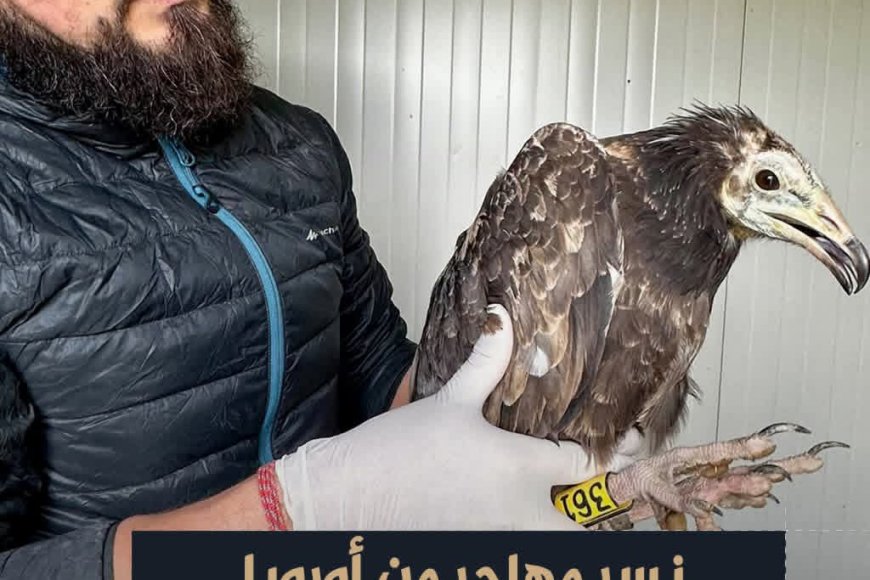 بسبب تناوله لحم سام في اليمن..نفوق نسر مصري مهدد بالانقراض يقطع آلاف الكيلومترات بين قارتي أوروبا وأفريقيا