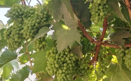 نجاح تجربة زراعة الموز والعنب في أبين