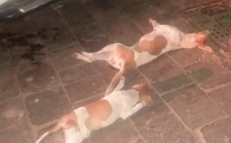 صحة البيئة بمديرية صيرة ينفذ حملة لمكافحة الكلاب الضالة 