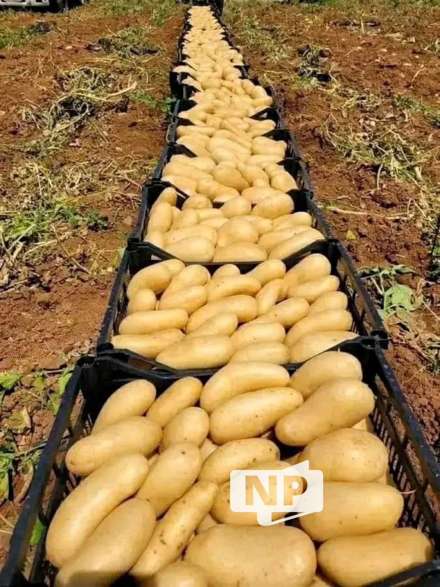 المزارعون يشكون من تدني اسعار البطاط مقارنه بتكاليف زراعته بمأرب