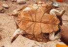 شبوة.. السيول تجرف حيوانات غريبه من الجبال بمديرية ميفعة(صورة)