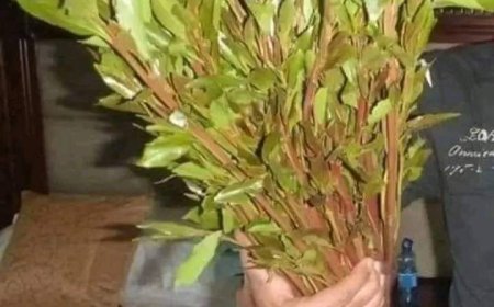 تحركات قوية لمنع استيراد القات الهرري إلى عدن