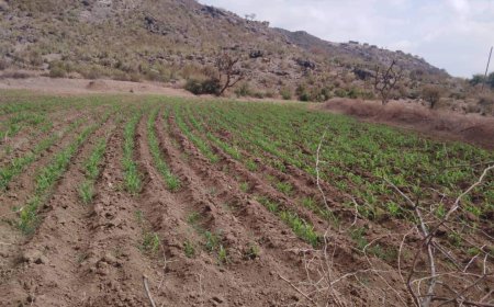 جفاف يضرب هذه المديريات في الضالع 