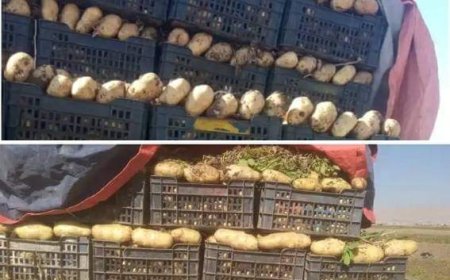 خسائر كبيرة يتلقاها مزارعي البطاط في المناطق الخاضعة لسيطرة الحوثيين