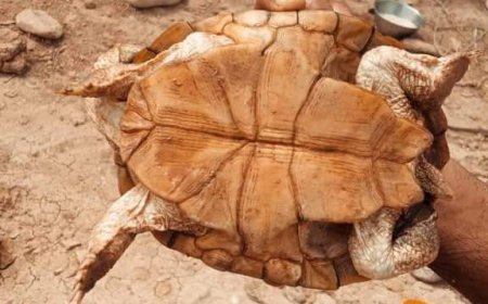 شبوة.. السيول تجرف حيوانات غريبه من الجبال بمديرية ميفعة(صورة)