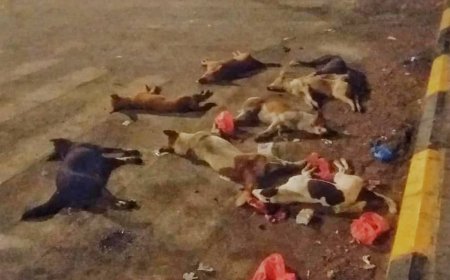 عدن.. صحة البيئة بمديرية صيرة يستأنف حملات مكافحة الكلاب الضالة 