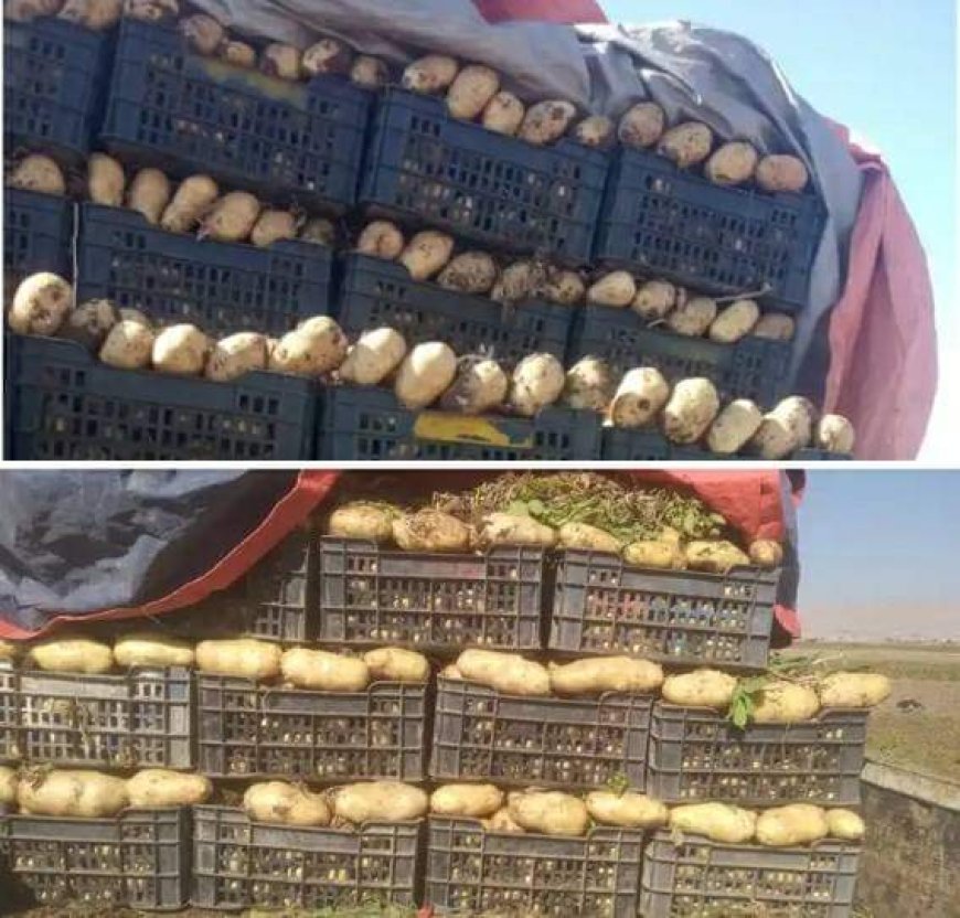 خسائر كبيرة يتلقاها مزارعي البطاط في المناطق الخاضعة لسيطرة الحوثيين