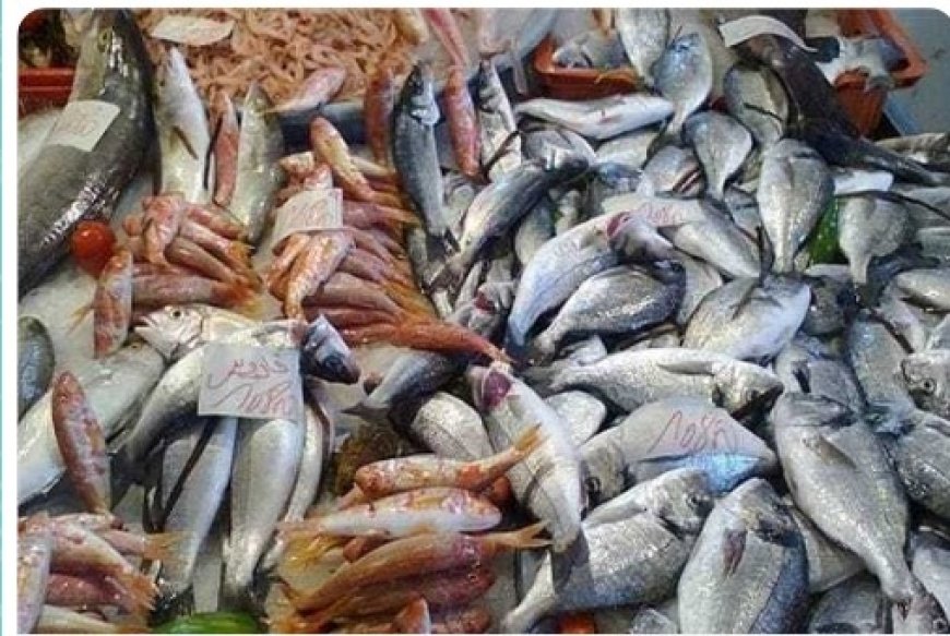 الحوثيين يصادرون طنًا ونصف من الأسماك رفض مالكوها دفع جبايات..
