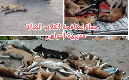 تواصل حملة مكافحة الكلاب الضالة بمديرية التواهي