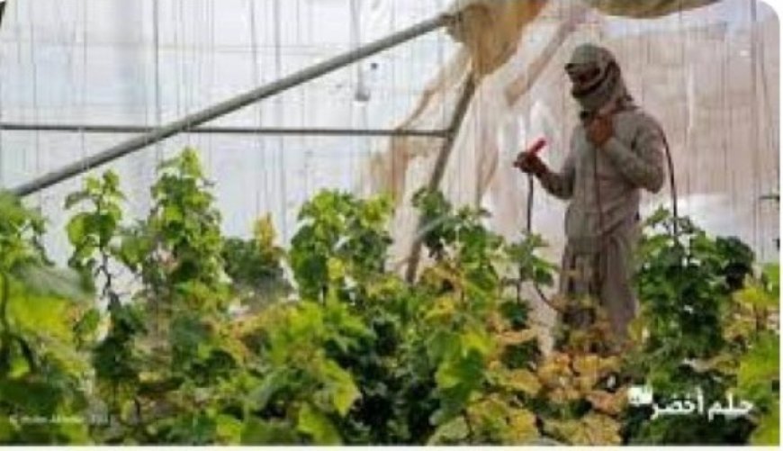 قيادي حوثي كبير مسؤول عن إغراق السوق اليمني بالمبيدات المحظورة..