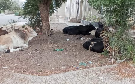 الأبقار تحتل سكن الطلاب الجامعي في جامعة عدن(صور)