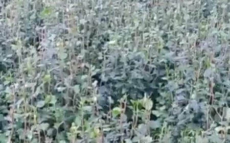 صحفي: خبر محزن..غداً يوم قاسي على ماضغي القات في المحافظات المحررة (صورة)