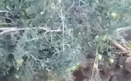 عاجل: لهذا السبب..مزارعون يقومون بقلع أشجار الرمان في صعدة (صورة)