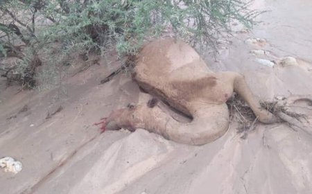 سيول تجرف الإبل في وادي هدى بشبوة (صورة)