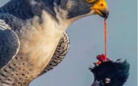 تعرف على اسرع كائن واسرع مناور بين المخلوقات الحية..