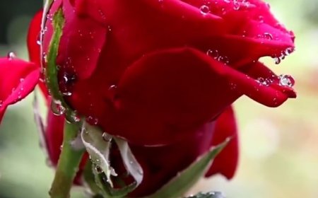 وليس الأديب كالمؤدب