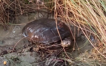 شبوة.. مواطن يعثر على سلحفاة مدرعة نادرة ويعرضها للبيع ب 20 ألف دولار(تعرف عليها)