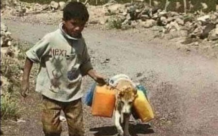 . طفل يستخدم فكرة "غير عادية ورائعة "لمحاولة إنقاذ كلبة من حملة إبادة الكلاب المتشردة...