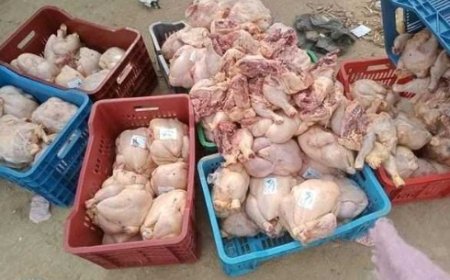 المسالخ في تعز تخلي مسؤوليتها عن الدواجن والمواشي القادمة من الحوبان..