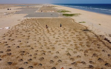 صيادو المهرة يطالبون بإلغاء قرار إغلاق مصانع الأسماك مع تنظيم وضبط عملية الاصطياد