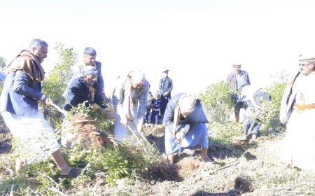 عاجل:قلع أشجار القات في صنعاء (صور)