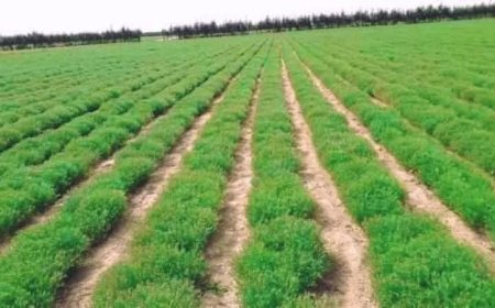 سابقة زراعية هي الأولى من نوعها..مزارع ينجح في زراعة هذا المنتج في صنعاء (صورة)