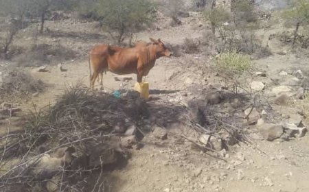 بقرة تتفقد راعيها بعد موته في الضالع وتضرب عن الطعام..