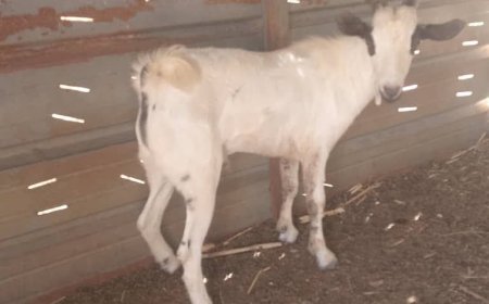 شاهد صورة..فقدان “تيس” نادر في شبوة ومالكه يرصد مكافأة مالية للعثور عليه. 