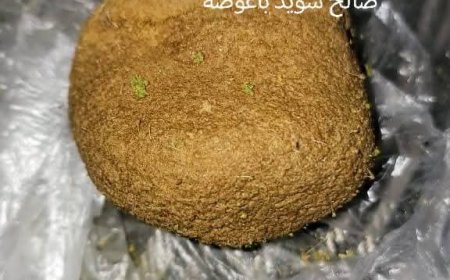 العثور على كنز ثمين داخل بطن خروف في شبوة (صورة)