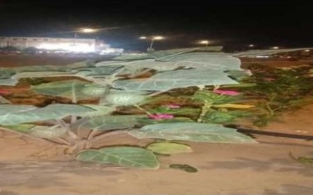 الداتور شجرة في خور مكسر العاصمة عدن تثير الرعب ...