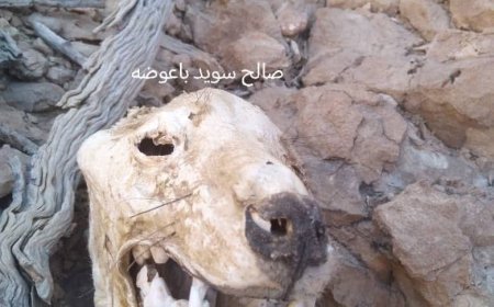 ربما لم تراه من قبل.. مواطن يعثر على رأس حيوان غريب ونادر في شبوة ويعرضه للبيع ب85ألف دولار. 