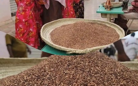 تدشين فعاليات يوم السمسم اليمني بنسخته الثانية في مدينة حيس جنوب الحديدة ...