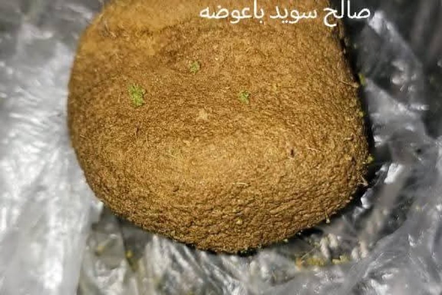 العثور على كنز ثمين داخل بطن خروف في شبوة (صورة)