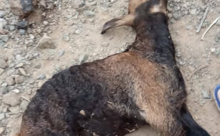 نفوق مئات الحيوانات بسبب مرض فتاك في لحج 