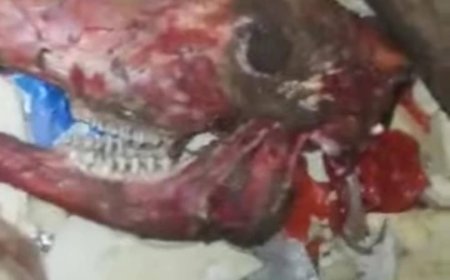 وسط مخاوف من بيع لحمه..العثور على رأس حمار مسلوخ في إحدى النفايات في عدن (صورة مفزعة)