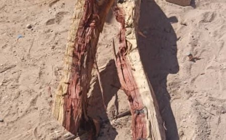 شبوة..العثور على خشب نادر وعرضه للبيع بسعر الكيلو الواحد ب2520 دولار 
