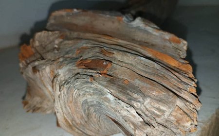 شبوة.. العثور على عود صندل ب 150ألف دولار(صور)