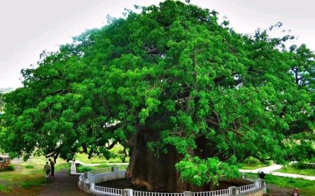 فتحي ابو النصر يكتب عن عيد الشجرة ..