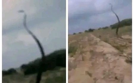 أسرة تهامية تنزح بعد رصد افعى ضخمة في وادي مور شمال غرب الحديدة ...