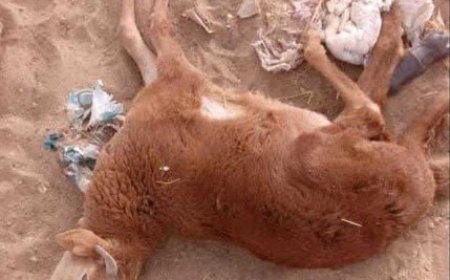 وباء غريب يتسبب بموت المئات من الأغنام في طور الباحة....