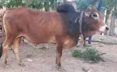 عاجل: بسبب غريب..خياط يهجر نجل شيخ قبلي بثور في صنعاء 