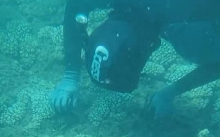 غواصو عدن يحتفلون بالذكرى الثالثة لتأسيس جمعيتهم من خلال قيامهم برحلة استثنائية إلى محمية جزيرة العزيزي بعدن...