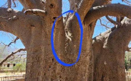 شق في جذع شجرة الغريب في ريف تعز يكشف عن نهاية حتمية لشاهدة عمرها ألفا عام...