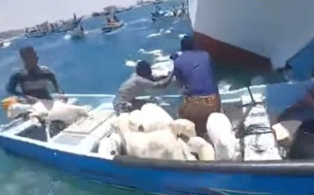 غرق سفينة شحن محمّلة بأكثر من ألفي رأس صومالي من الضأن..