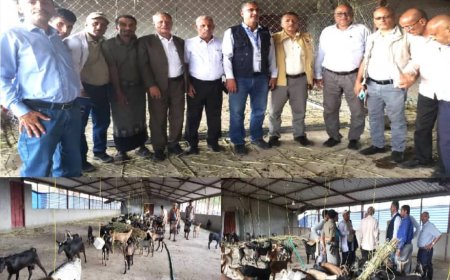 وفد من "الفاو" يطلع على إجراءات الحجر البيطري للماعز في المخا والمسراخ بتعز..
