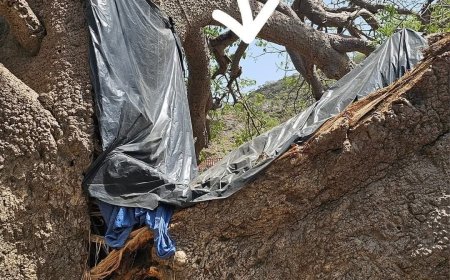 "صورة تثير الجدل: شاهد كيف تعاملت السلطة المحلية في تعز مع شجرة الغريب بعد انشقاقها"